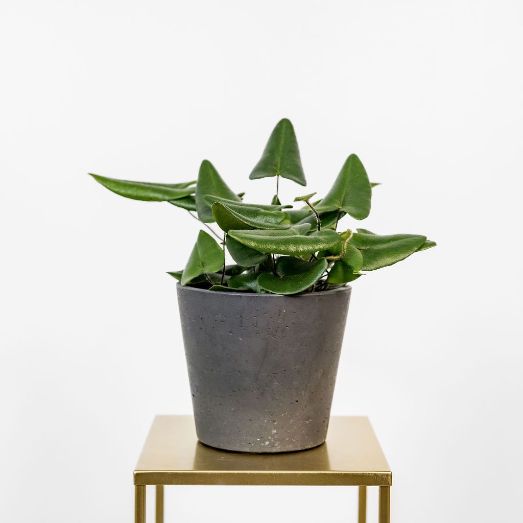 Grünpflanze im Gefäss 