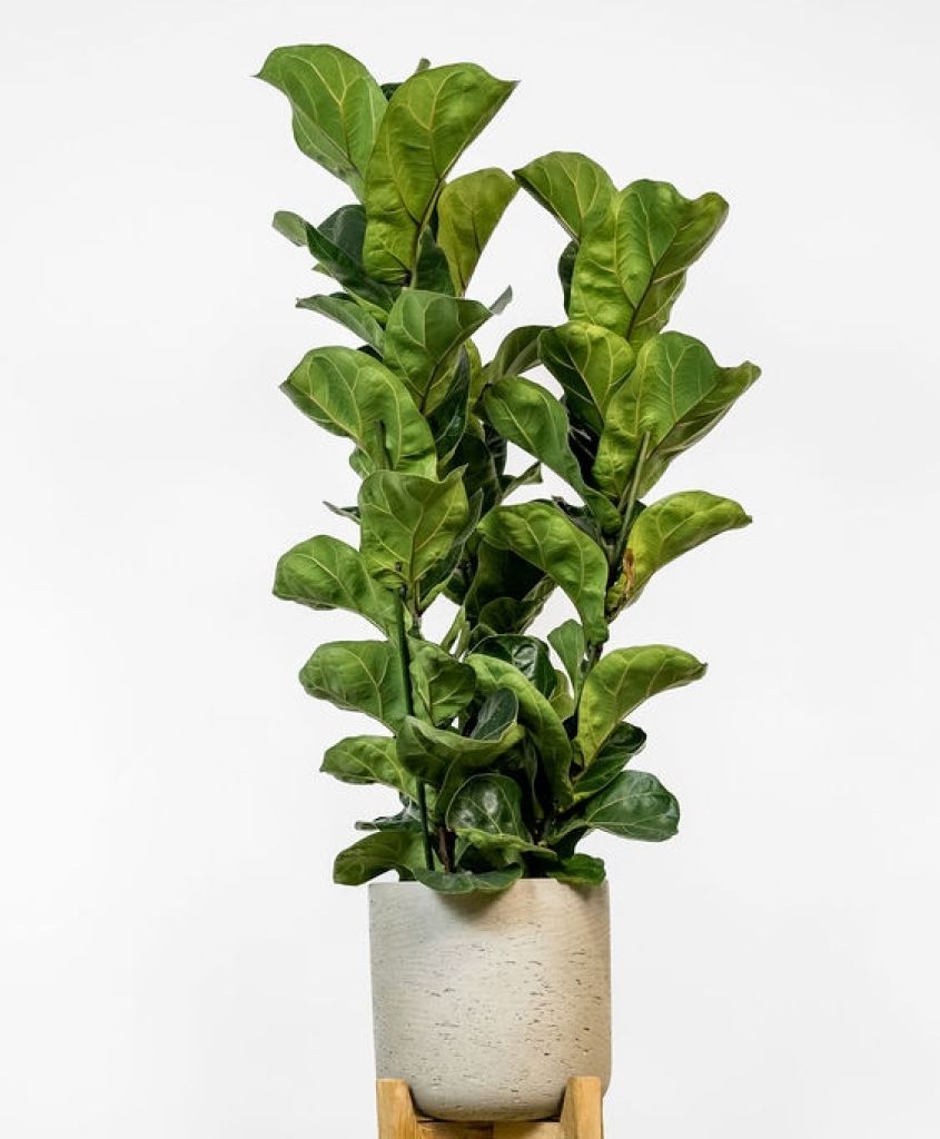 Geigenpflanzen-Busch mit passendem Gefäss